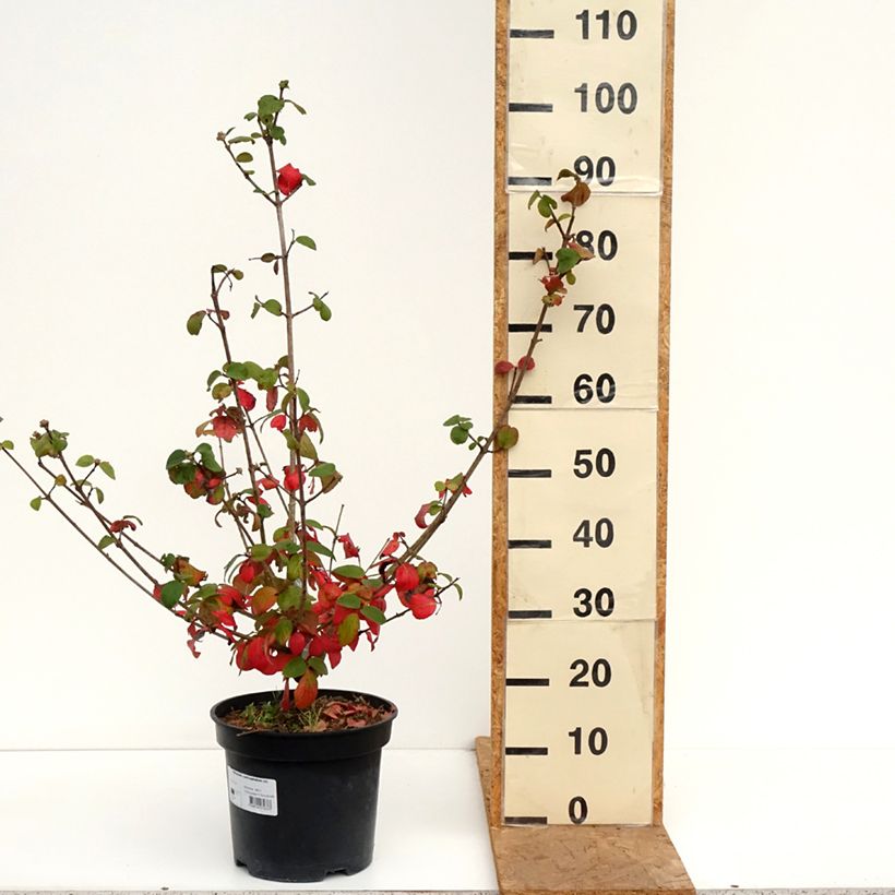 Exemplaar van Viburnum x carlcephalum - Sneeuwbal Pot van 7,5 l/10 l zoals geleverd in de herfst