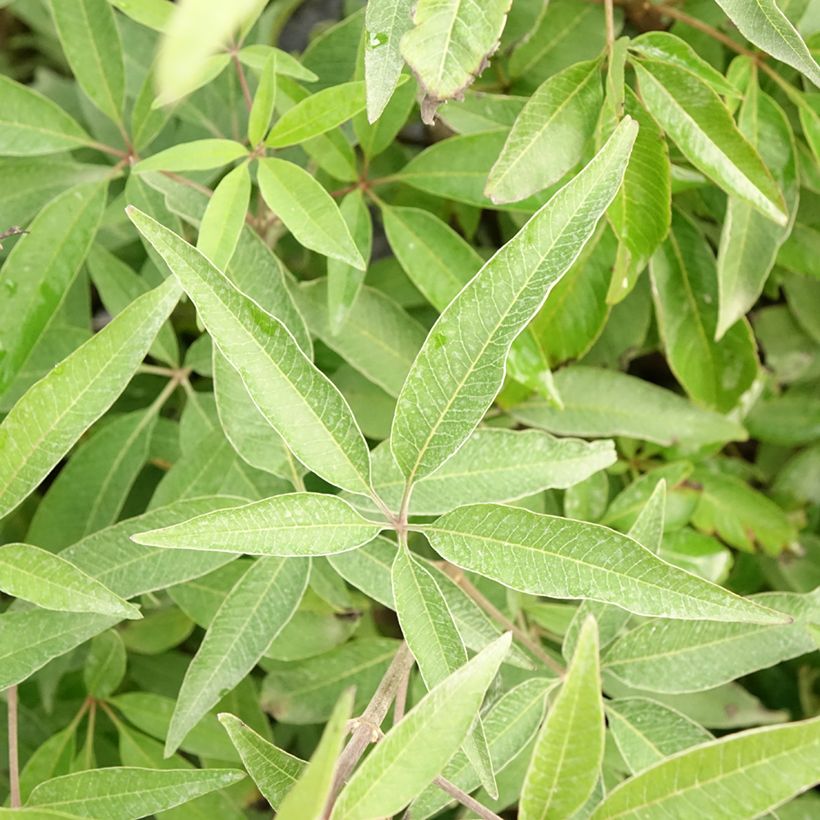 Vitex agnus-castus Blue Didley - Kuise boom (Blad)