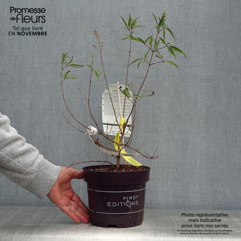 Exemplaar van Vitex agnus-castus Blue Puffball - Kuise boom Pot van 3 l/4 l zoals geleverd in de herfst