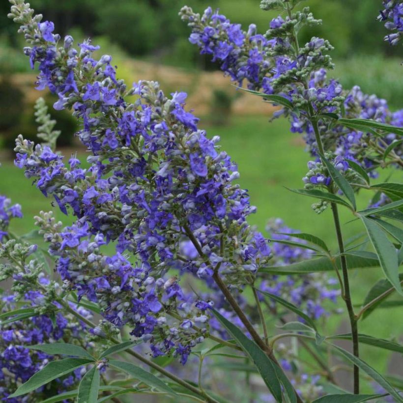 Vitex agnus-castus Delta Blues - Kuise boom (Bloei)