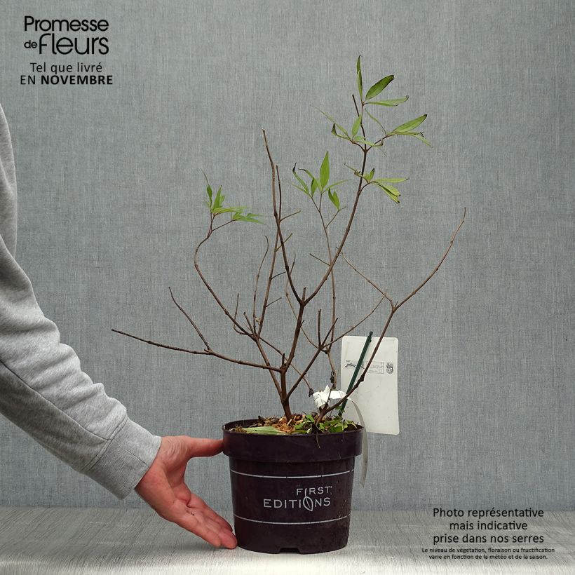 Exemplaar van Vitex agnus-castus Delta Blues - Kuise boom Pot van 3 l/4 l zoals geleverd in de herfst