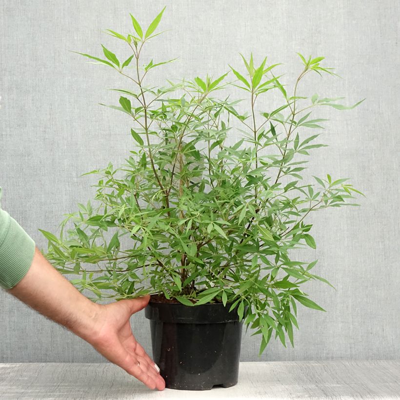 Exemplaar van Vitex agnus-castus Delta Blues - Kuise boom Pot van 3 l/4 l zoals geleverd in de zomer