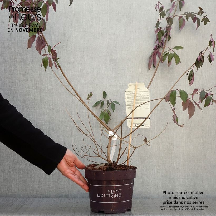 Exemplaar van Vitex agnus-castus Flip Side - Kuise boom Pot van 3 l/4 l zoals geleverd in de herfst