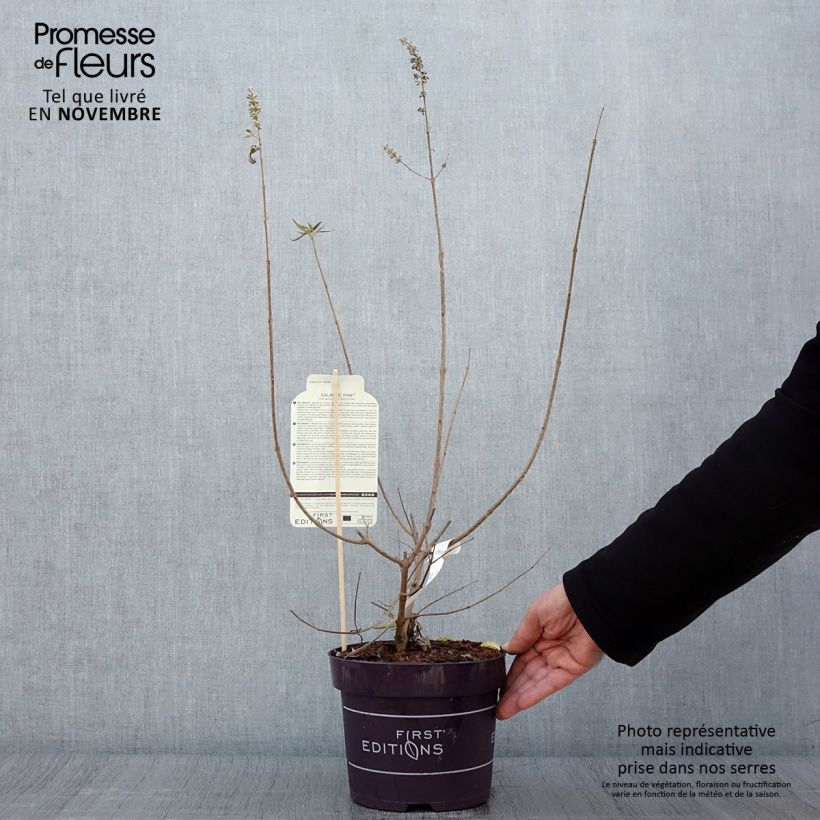 Exemplaar van Vitex agnus-castus Galactic Pink - Kuise boom Pot van 3 l/4 l zoals geleverd in de herfst
