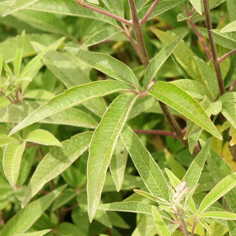 Vitex agnus-castus Galactic Pink - Kuise boom (Blad)