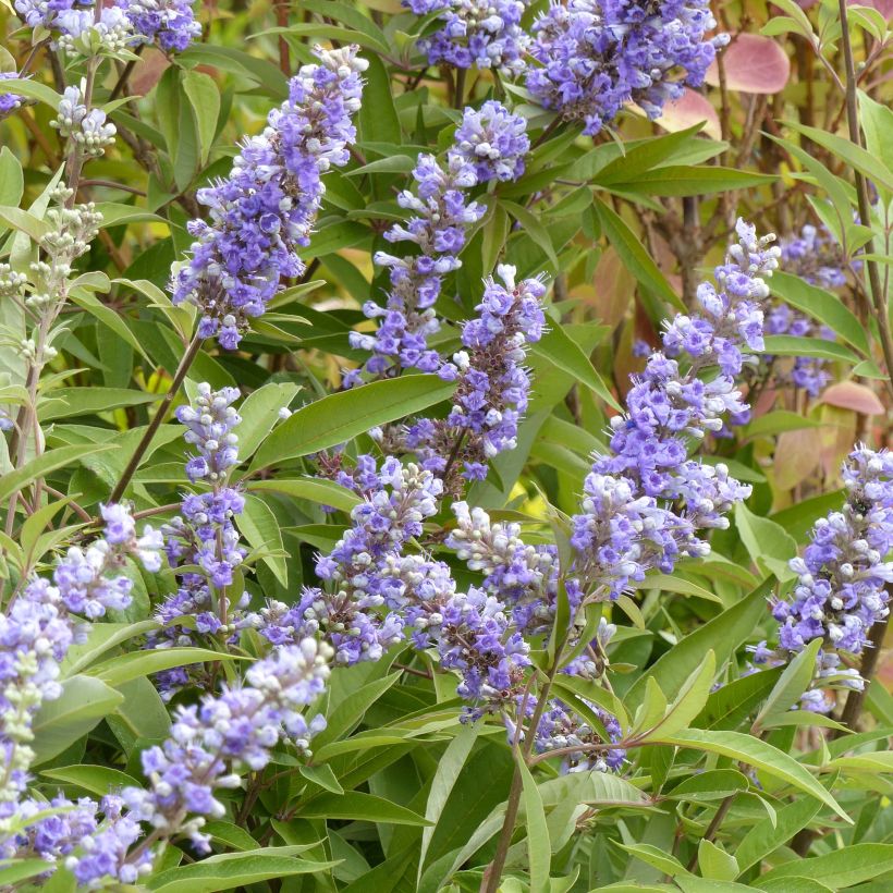 Vitex agnus-castus Latifolia - Kuise boom (Bloei)
