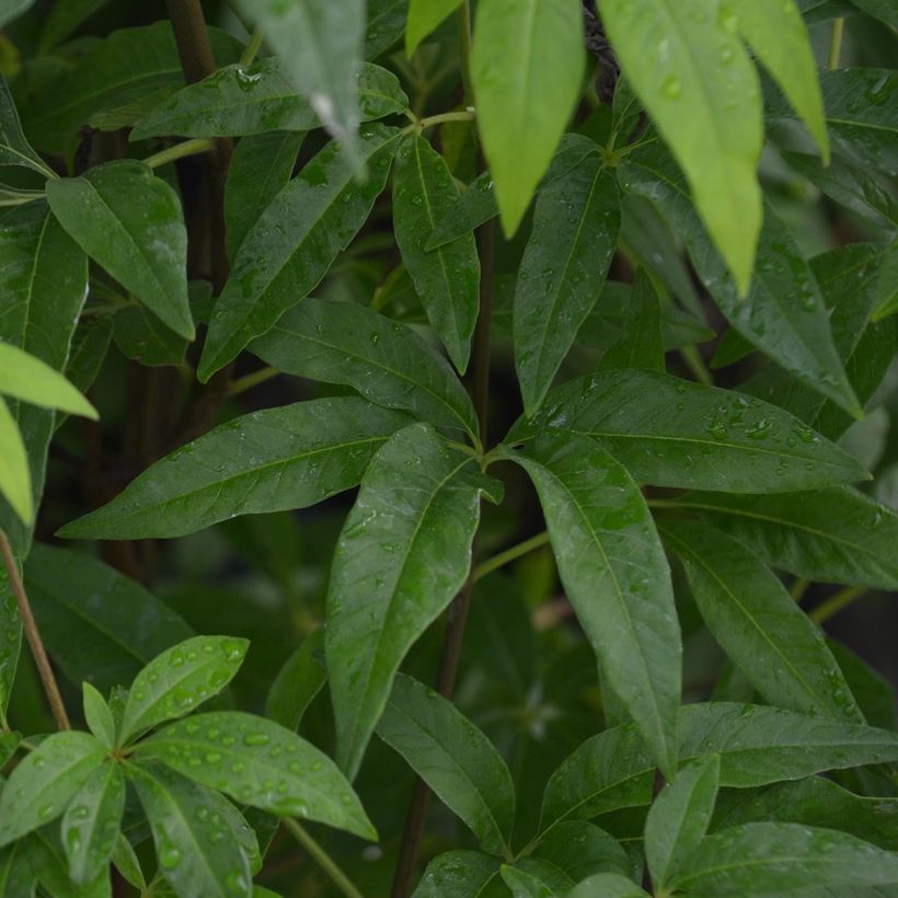 Vitex agnus-castus Latifolia - Kuise boom (Blad)