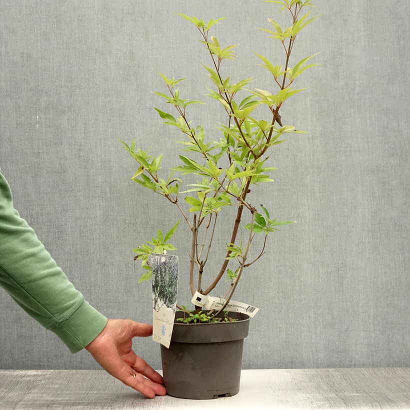 Exemplaar van Vitex agnus-castus Magical Summertime Blues - Kuise boom Pot van 2 l/3 l zoals geleverd in de zomer