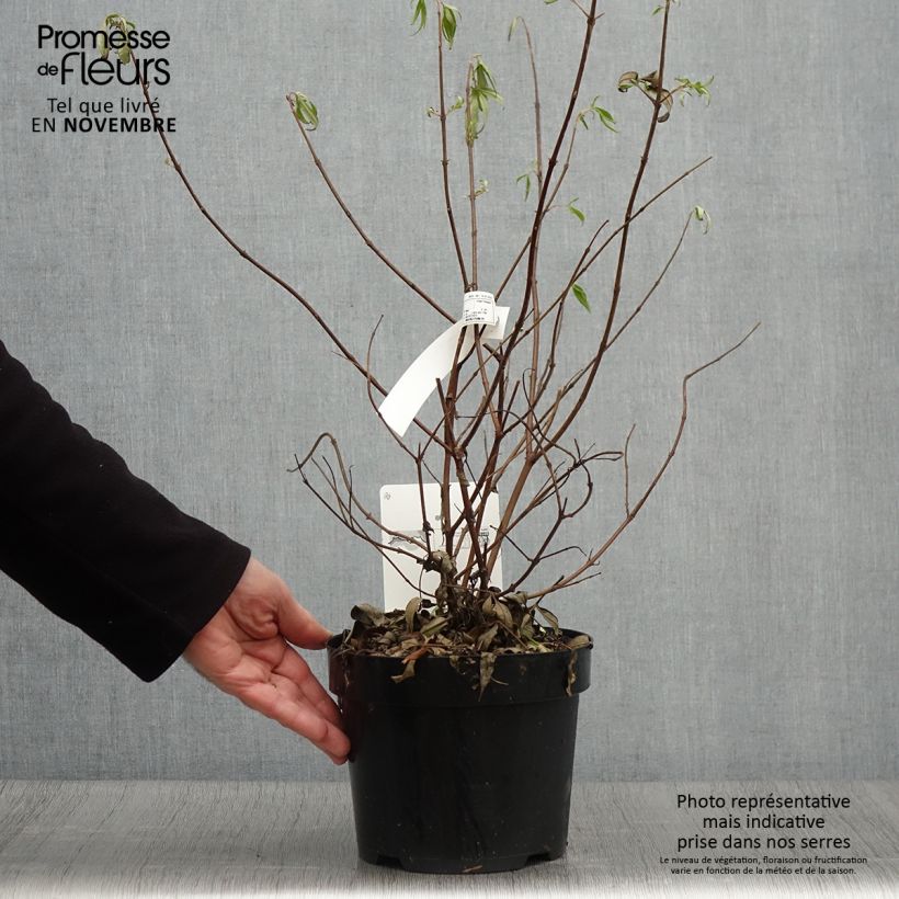 Exemplaar van Vitex agnus-castus Pink Pinnacle Pot van 3 l/4 l zoals geleverd in de herfst