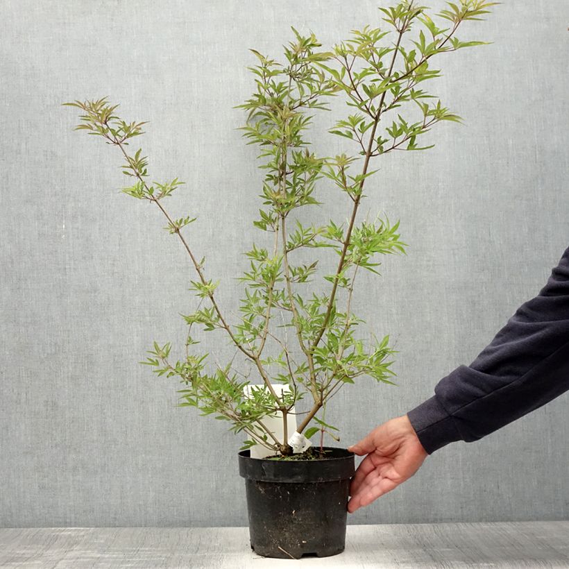 Exemplaar van Vitex agnus-castus Pink Pinnacle Pot van 3 l/4 l zoals geleverd in de zomer