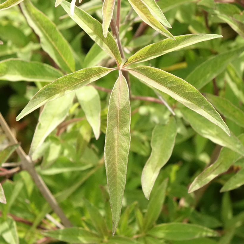 Vitex agnus-castus Pink Pinnacle (Blad)