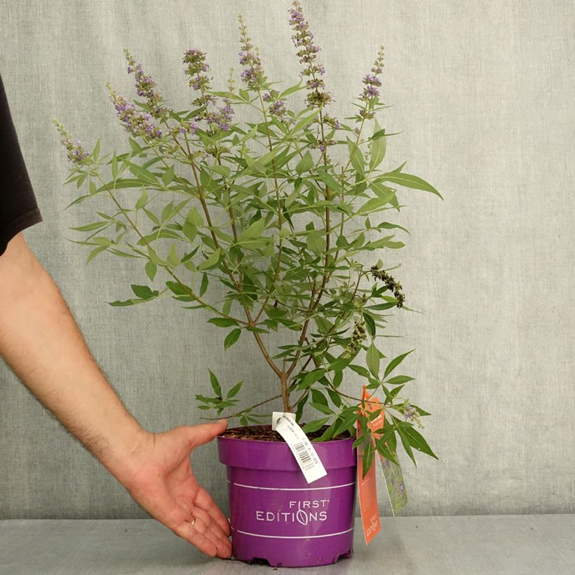 Exemplaar van Vitex agnus-castus Queen Bee - Kuise boom Pot van 3 l/4 l zoals geleverd in de zomer