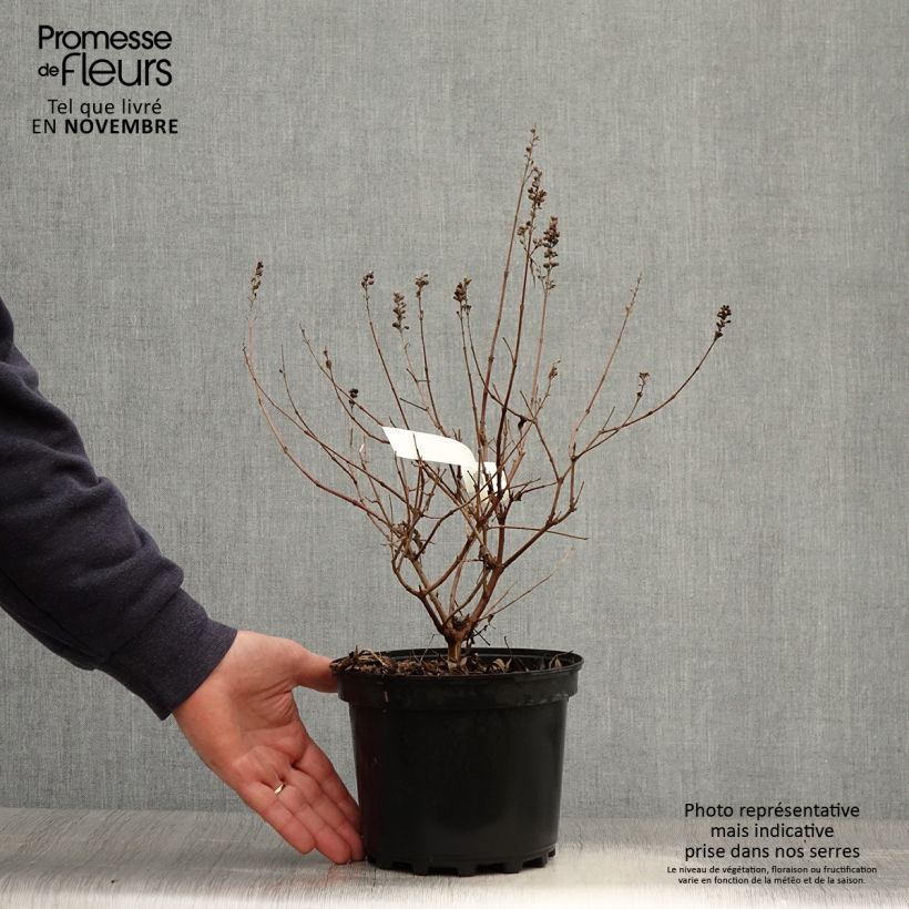 Exemplaar van Vitex agnus-castus Santamaria - Kuise boom Pot van 3 l/4 l zoals geleverd in de herfst
