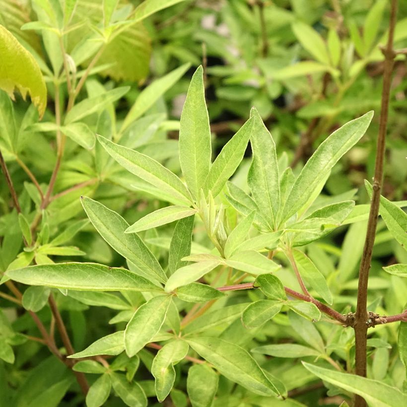 Vitex agnus-castus Santamaria - Kuise boom (Blad)