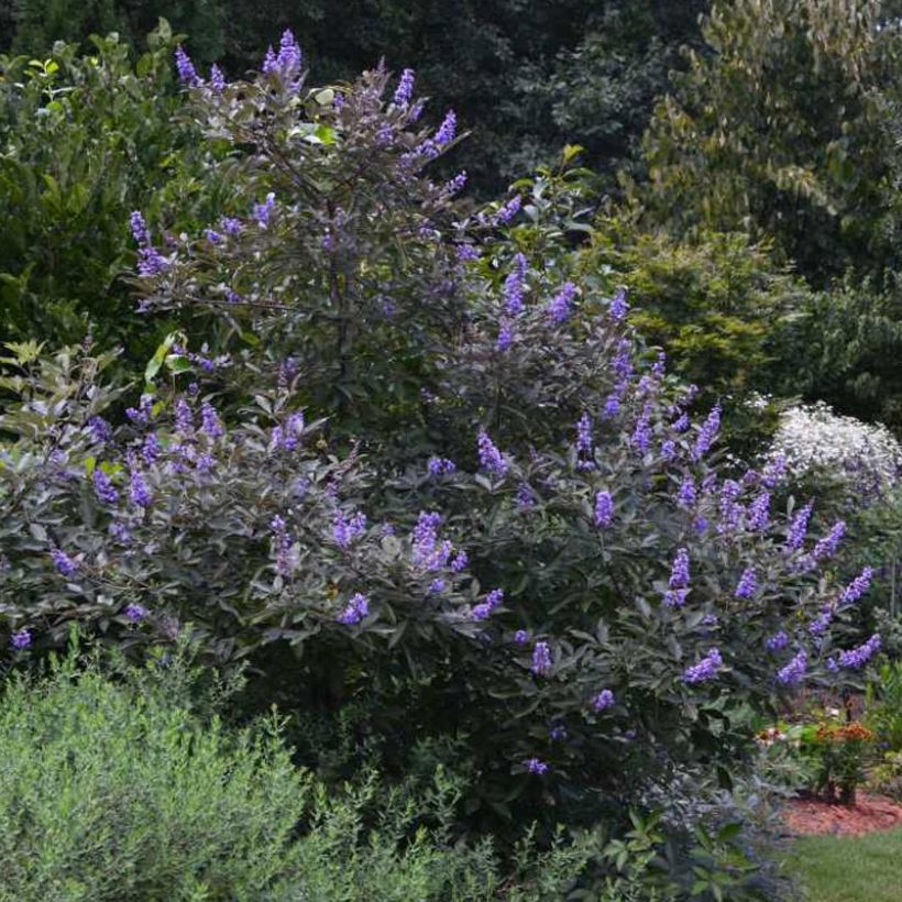 Vitex agnus-castus Flip Side - Kuise boom (Groeiplaats)