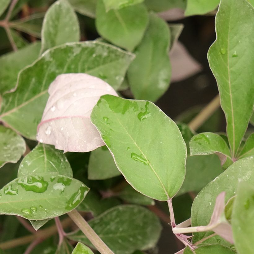 Vitex trifolia Purpurea - Arabische sering (Blad)