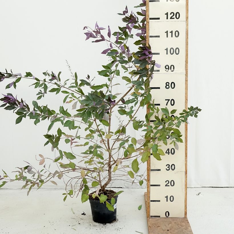 Exemplaar van Vitex trifolia Purpurea - Arabische sering Pot van 3 l/4 l zoals geleverd in de herfst