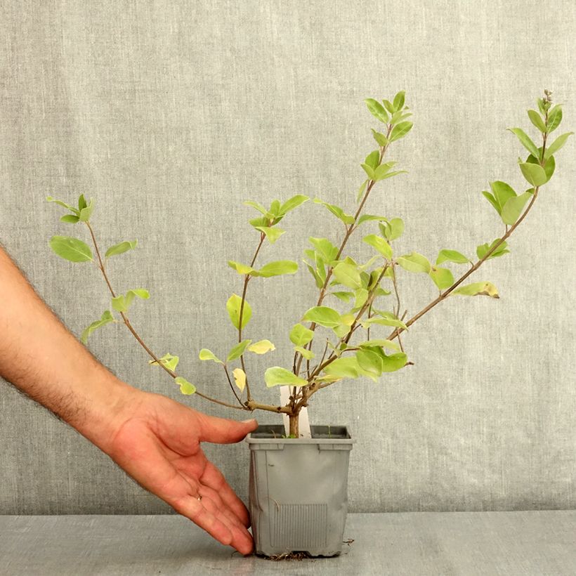 Exemplaar van Vitex Chicagoland Blues - Kuise boom Pot van 12 cm / 13 cm zoals geleverd in de zomer