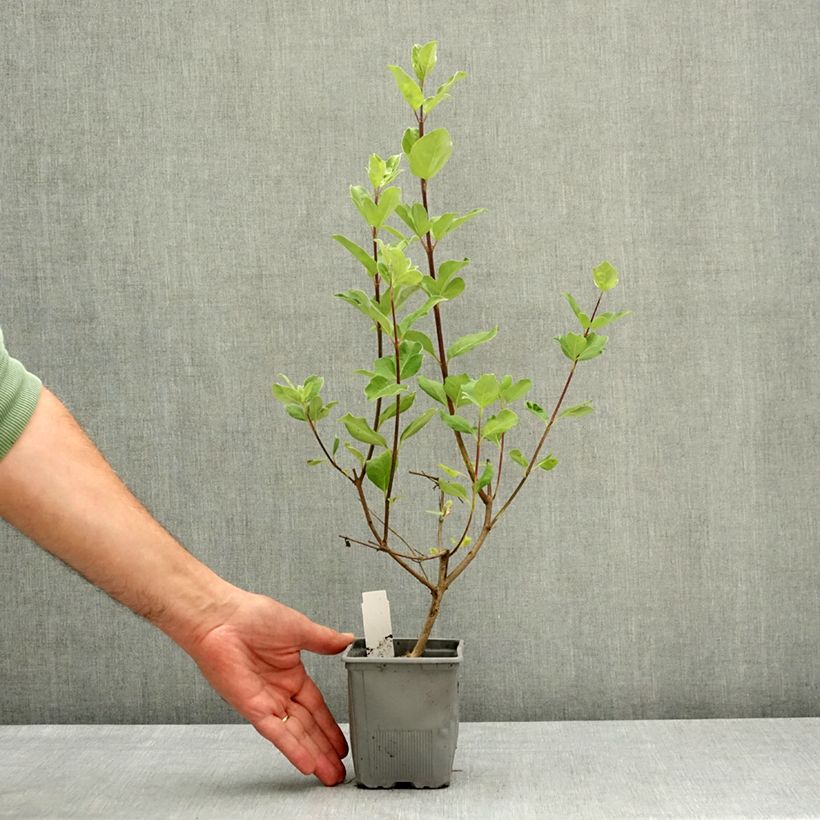 Exemplaar van Vitex Chicagoland Blues - Kuise boom Pot van 12 cm / 13 cm zoals geleverd in de lente
