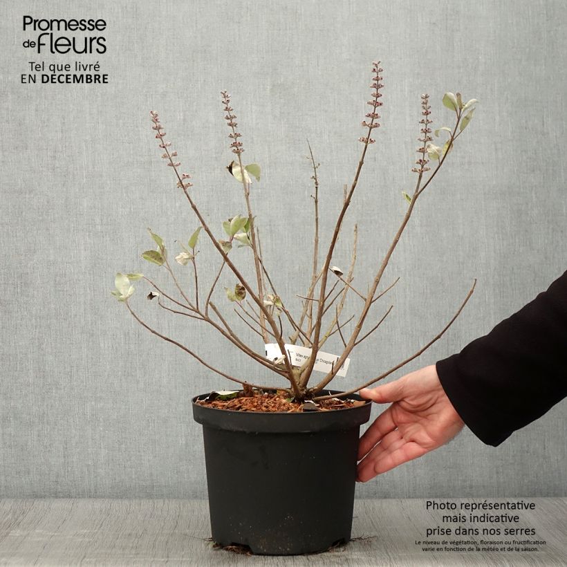Exemplaar van Vitex Chicagoland Blues - Kuise boom Pot van 3 l/4 l zoals geleverd in de herfst