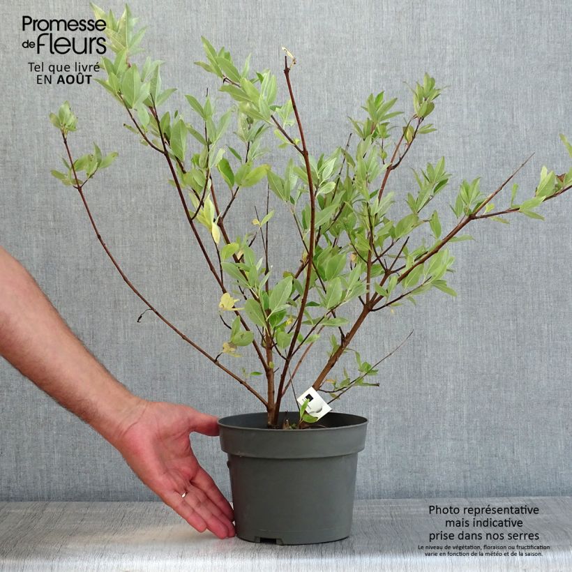 Exemplaar van Vitex Chicagoland Blues - Kuise boom Pot van 3 l/4 l zoals geleverd in de zomer