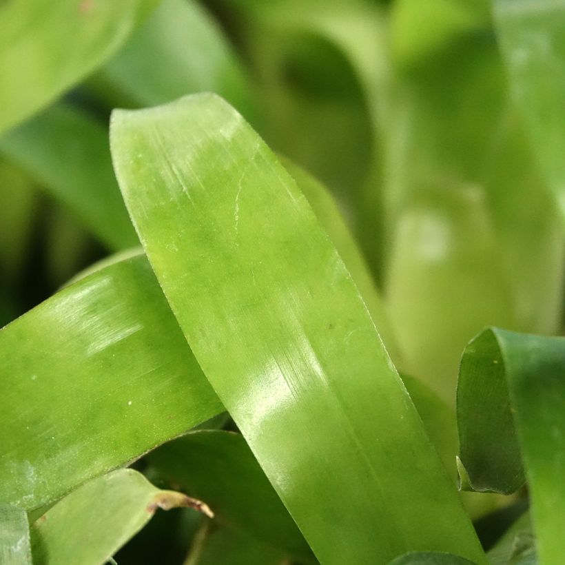 Vriesea Christiane - Vlammend zwaard (Blad)