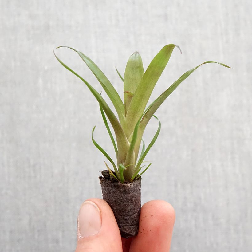 Example of Vriesea Christiane - Vlammend zwaard Mini-kamerplanten as you get in printemps