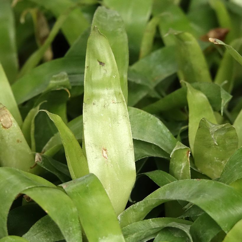 Vriesea Delphinus - Vlammend zwaard (Blad)