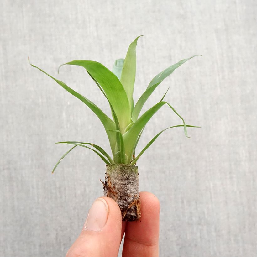 Example of Vriesea Delphinus - Vlammend zwaard Mini-kamerplanten as you get in printemps