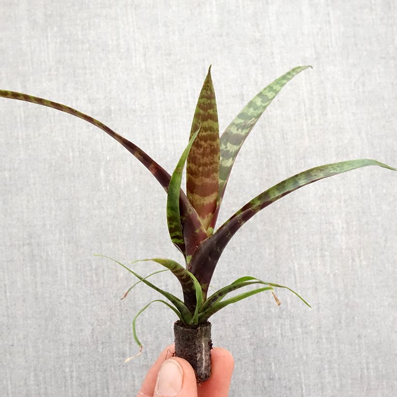 Example of Vriesea Favoriet - Bromelia Mini-kamerplanten as you get in printemps