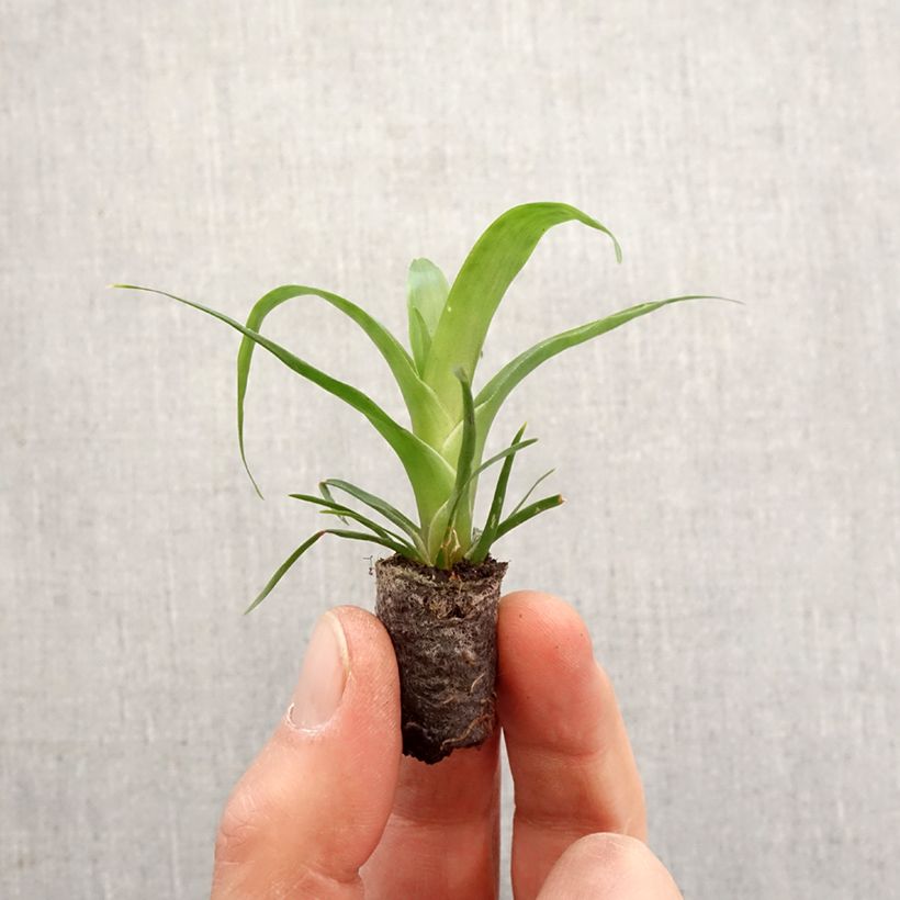 Example of Vriesea Kallisto - Vlammend zwaard Mini-kamerplanten as you get in printemps