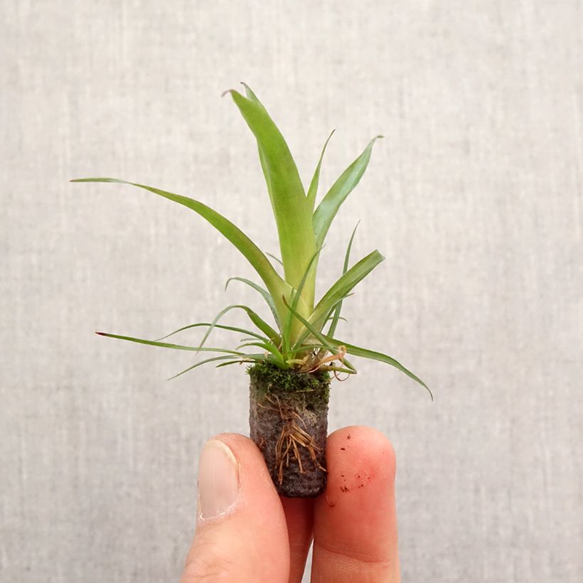 Example of Vriesea Madonna - Vlammend zwaard Mini-mot Ø 3/4 cm as you get in printemps