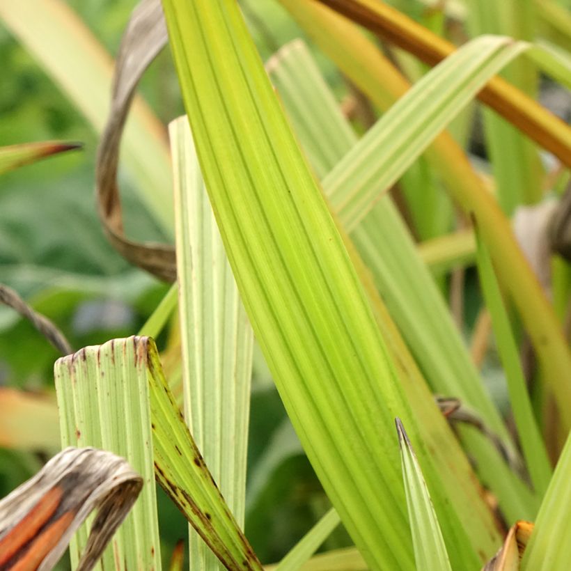 Wachendorfia thyrsiflora - Bloedwortel (Blad)