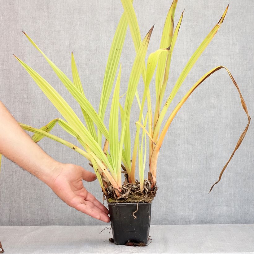 Exemplaar van Wachendorfia thyrsiflora - Bloedwortel Pot van 10 cm/11 cm zoals geleverd in de zomer