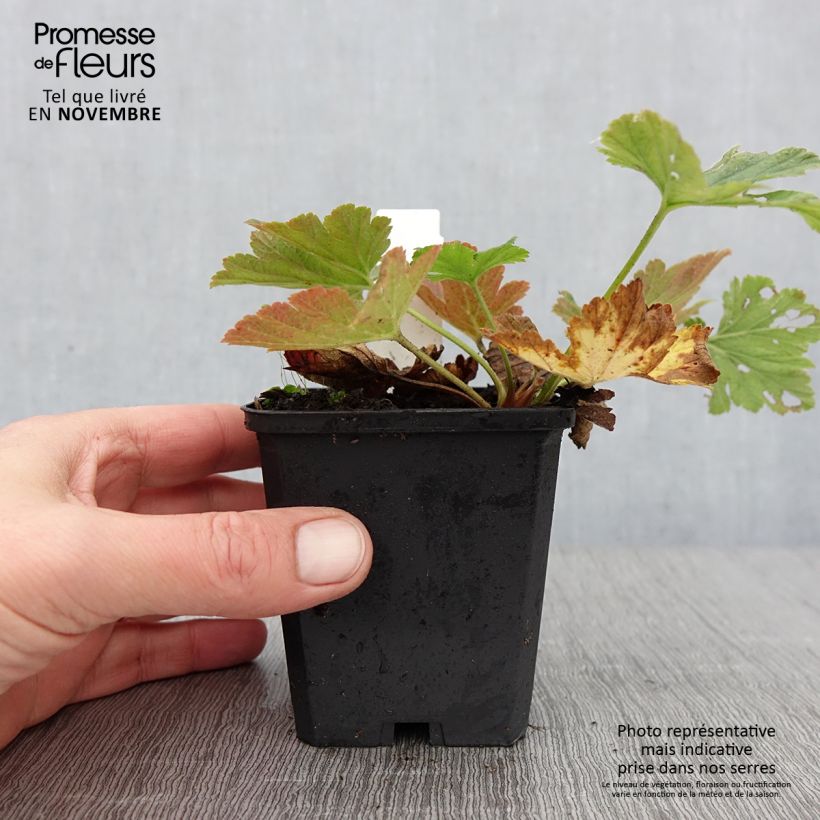 Exemplaar van Waldsteinia geoides - Gele aardbei Kweekpotje van 8/9 cm zoals geleverd in de herfst