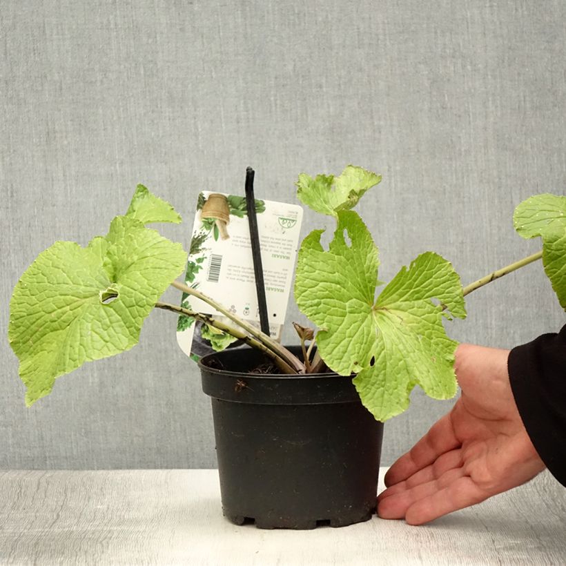 Exemplaar van Wasabi - Eutrema japonicum Pot van 1,5 l/2 l zoals geleverd in de zomer