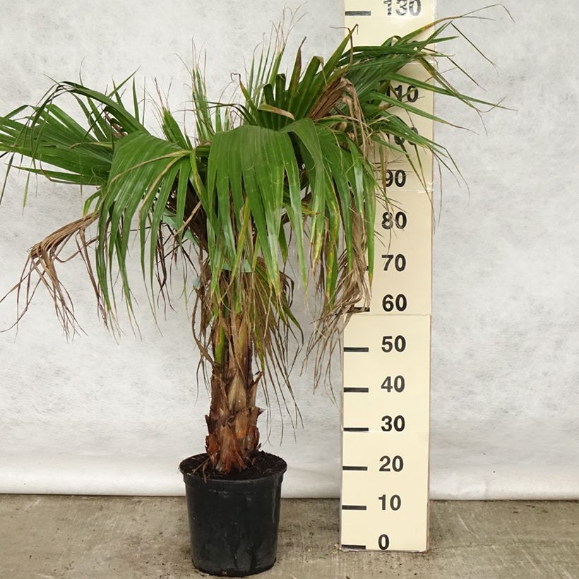 Example of Washingtonia robusta - Mexicaanse waaierpalm Pot van 7,5 l/10 l as you get in printemps