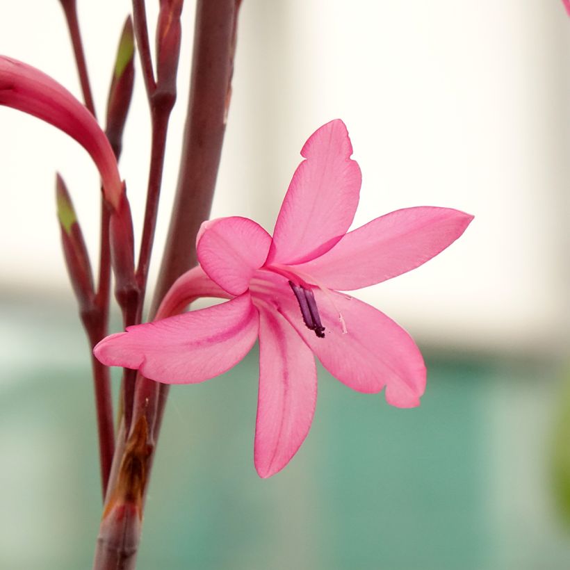 Watsonia borbonica - Watsonia (Bloei)