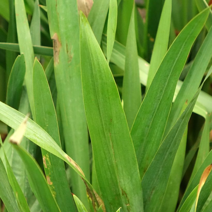 Watsonia gigantea - Watsonia (Blad)