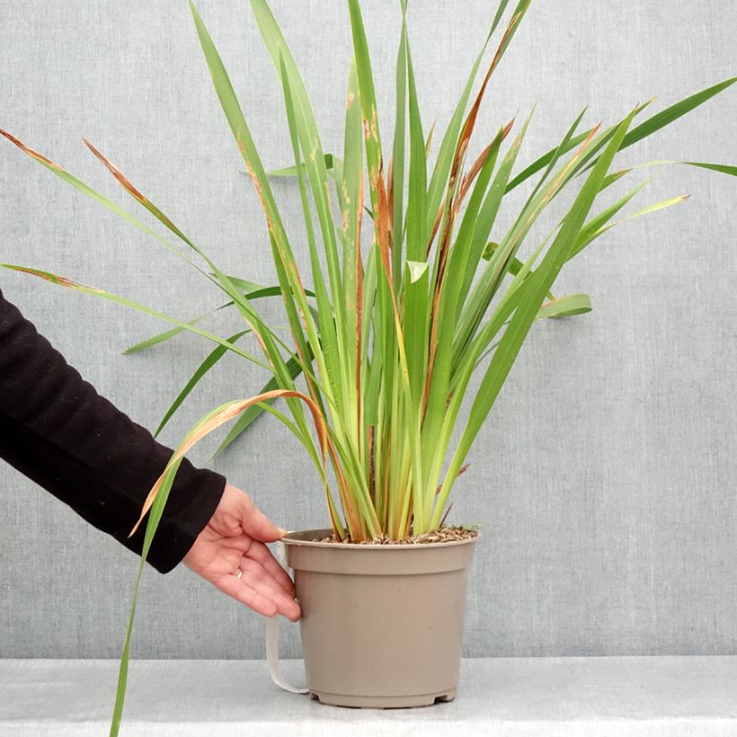 Exemplaar van Watsonia gigantea - Watsonia Pot van 4 l/5 l kaliber 10+ zoals geleverd in de lente