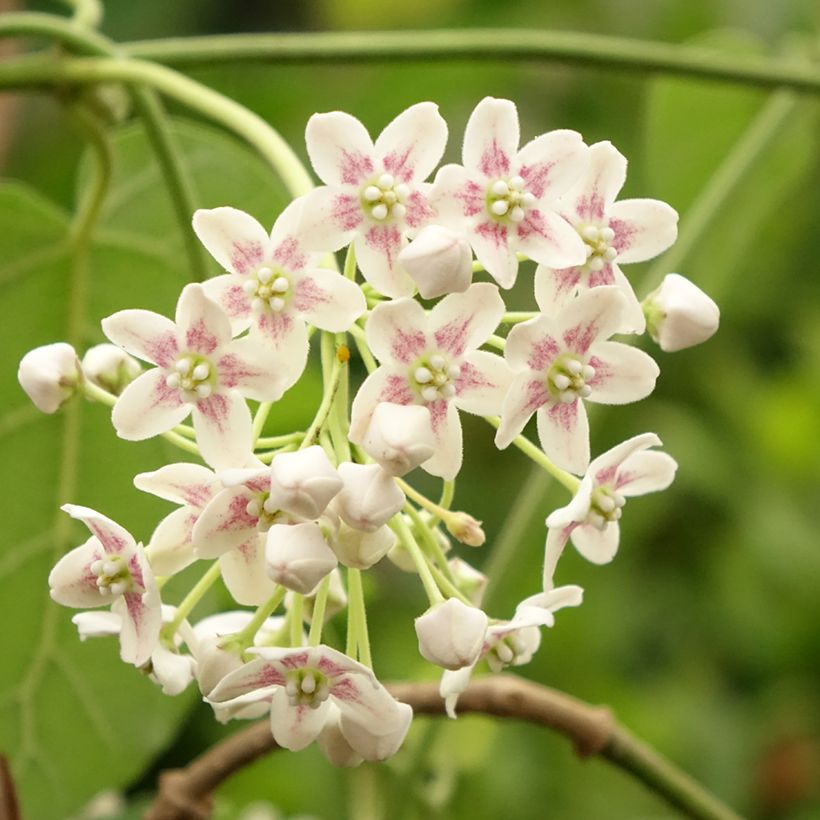 Wattakaka sinensis - Dregea sinensis (Bloei)