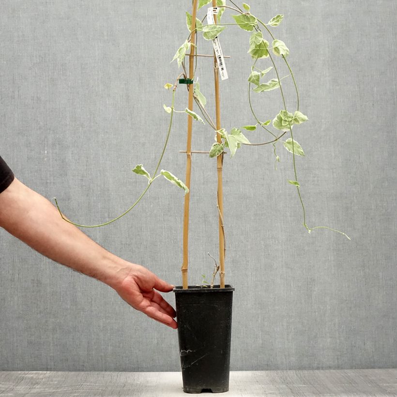 Exemplaar van Wattakaka sinensis Variegata - Drégée de Chine Pot van 2 l/3 l zoals geleverd in de zomer