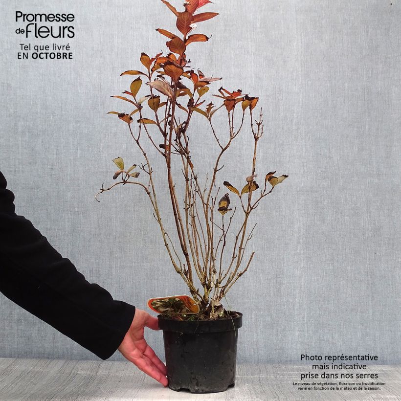 Exemplaar van Weigelia Black and White Pot van 3 l/4 l zoals geleverd in de herfst