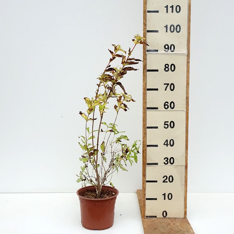 Exemplaar van Weigelia Briant Rubidor Olympiade - Chinese weigelia Pot van 4 l/5 l zoals geleverd in de herfst
