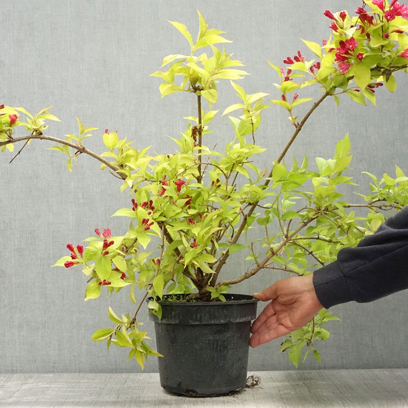 Example of Weigelia Briant Rubidor Olympiade - Chinese weigelia Pot van 4 l/5 l as you get in printemps