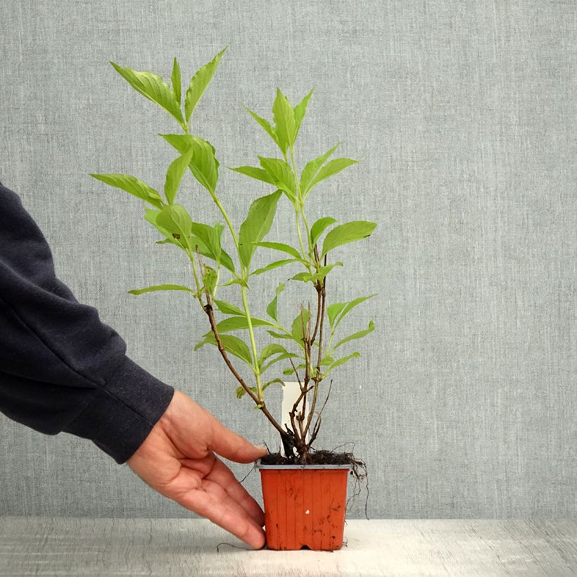 Example of Weigelia Candida Kweekpotje van 8/9 cm as you get in printemps