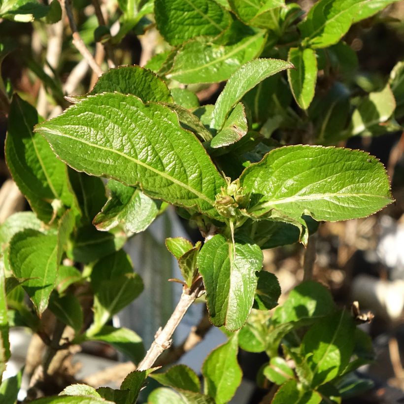 Weigelia Colourtwist Sunny Side Up (Blad)
