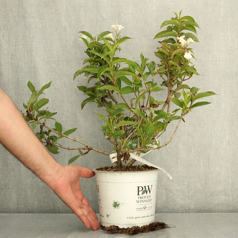Exemplaar van Weigelia Colourtwist Sunny Side Up Pot van 3 l/4 l zoals geleverd in de zomer