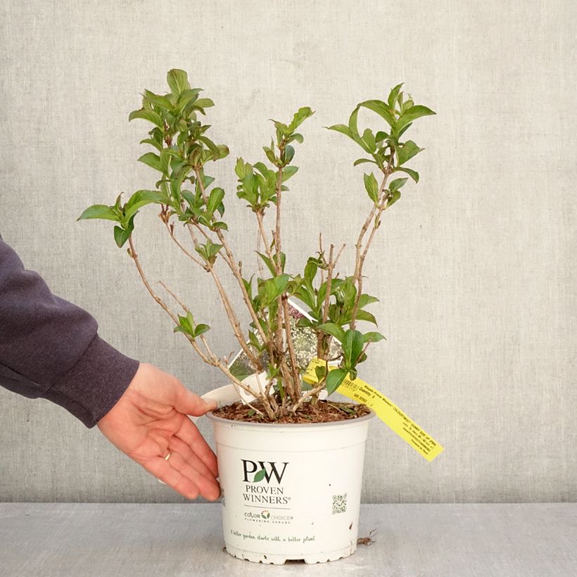 Exemplaar van Weigelia Colourtwist Sunny Side Up Pot van 3 l/4 l zoals geleverd in de lente