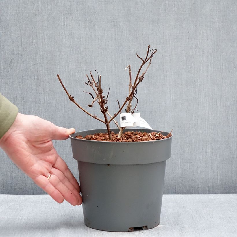 Exemplaar van Weigelia Electric Love Pot van 2 l/3 l zoals geleverd in de winter